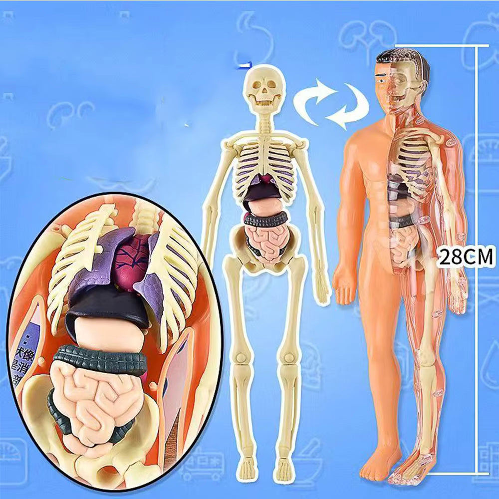 BodyQuest® - Aprendizagem do corpo humano