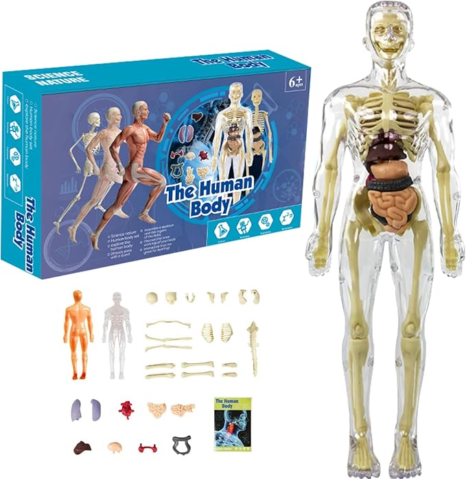 BodyQuest® - Aprendizagem do corpo humano