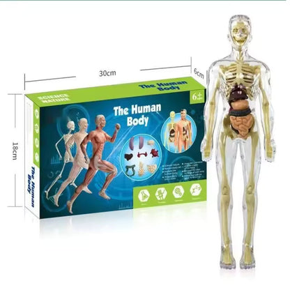 BodyQuest® - Aprendizagem do corpo humano