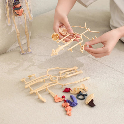 BodyQuest® - Aprendizagem do corpo humano